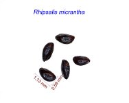 Rhipsalis micrantha.jpg